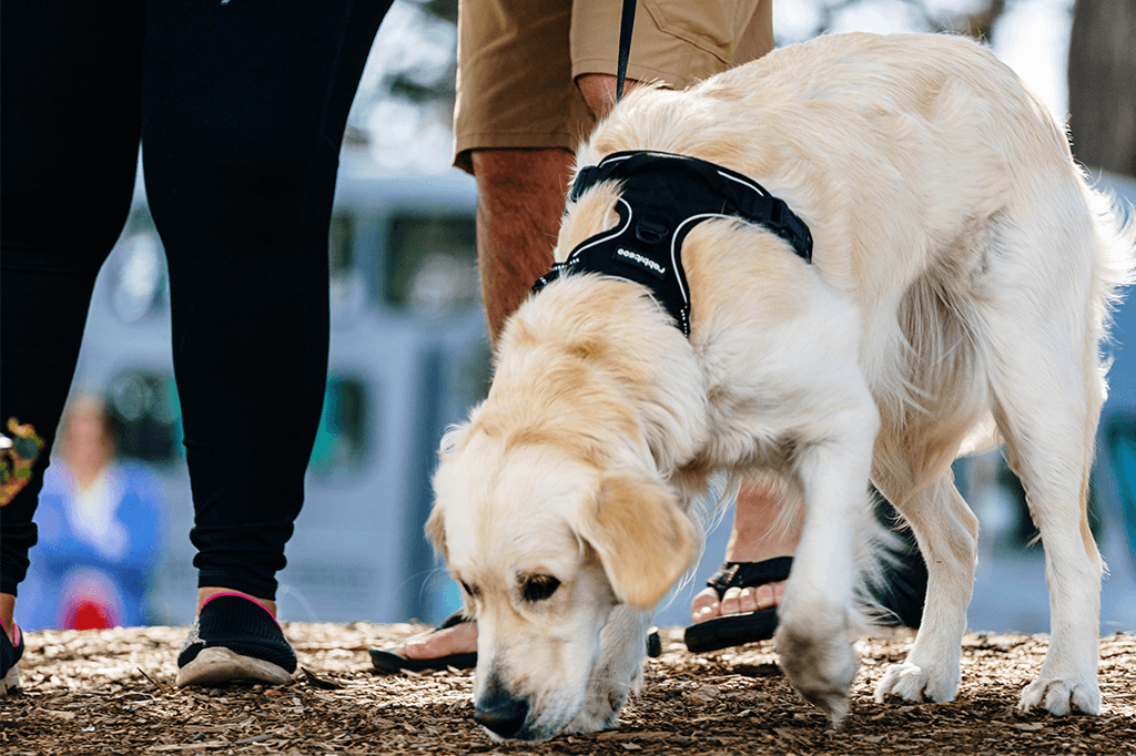 A Dog Collar Versus A Dog Harness