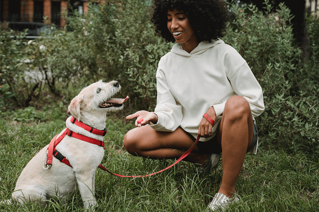 5 Fun Dog Tricks To Teach Your Dog