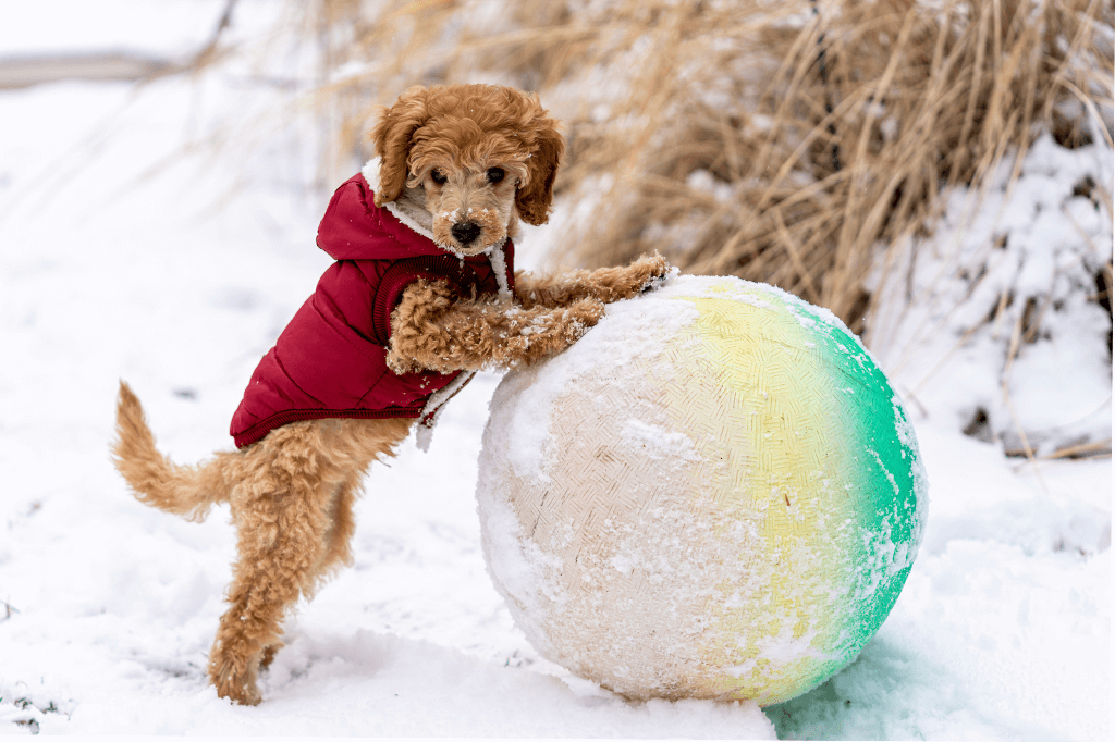 Protect Those Dog Paws This Winter!