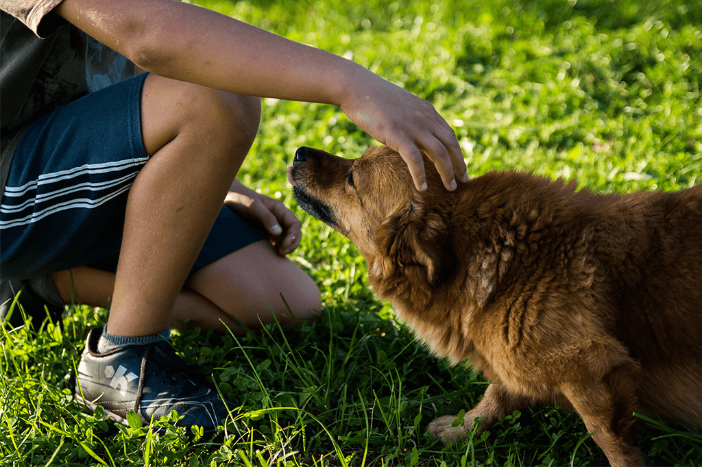 An Introduction To Dog Body Language