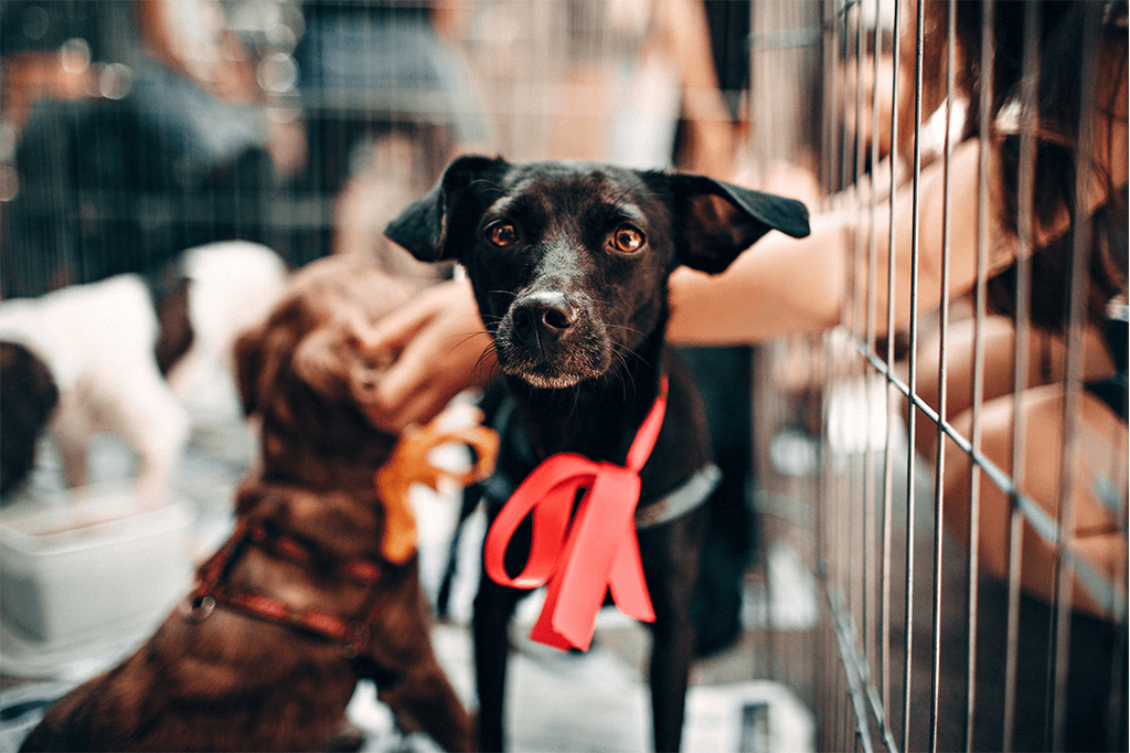 How To Bond With A New Rescue Dog