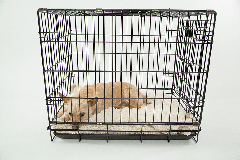 5 Dog Training Tools Worth Owning