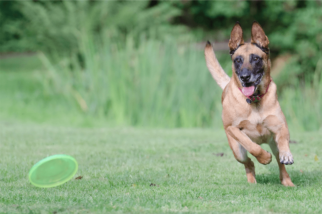 Can You Teach An Old Dog New Tricks?