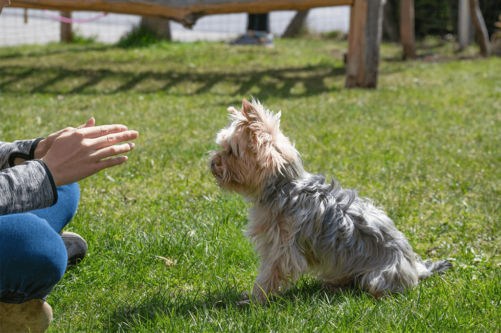 5 Tips To Help Train A Dog Faster