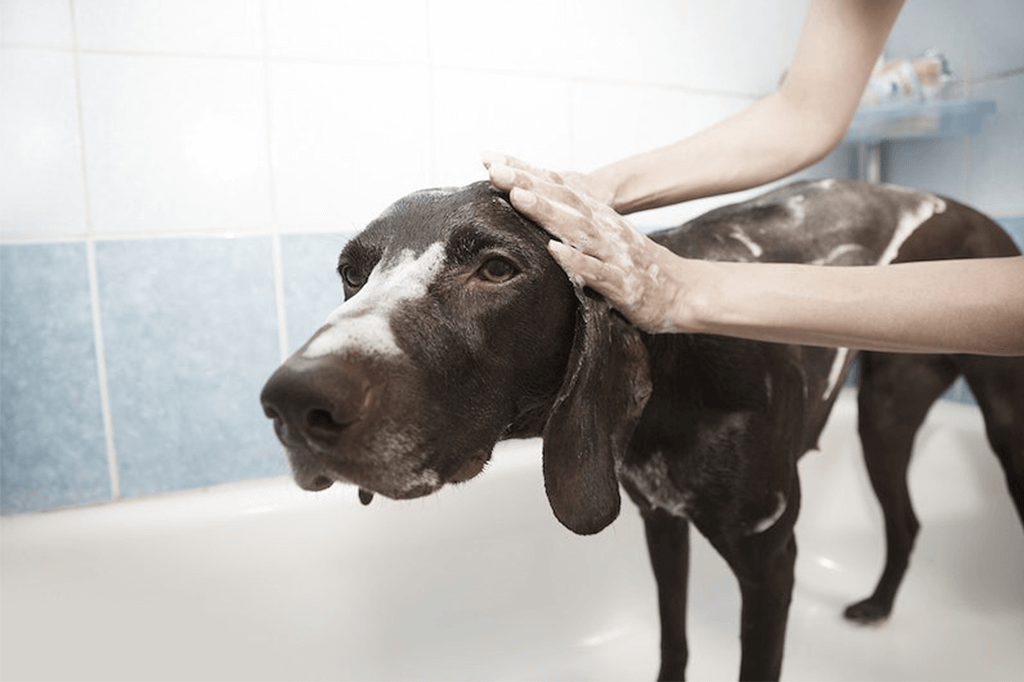 How To Groom An Aggressive Dog