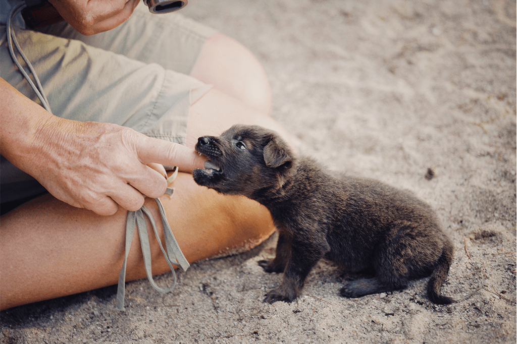 Put A Stop To Puppy Mouthing