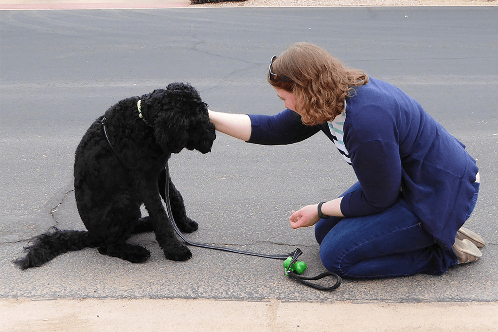 How To Choose A Puppy Training Class