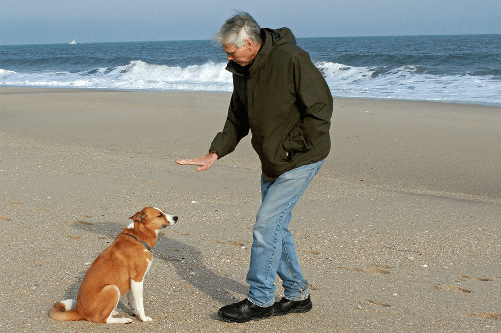 How To Teach A Dog To Stay