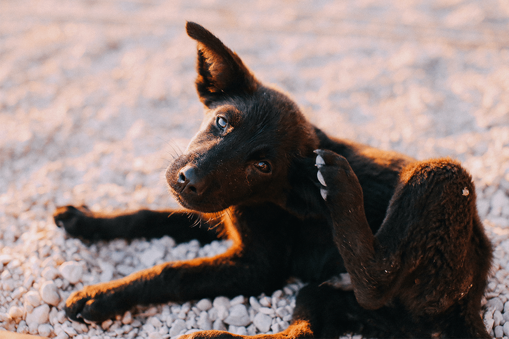 Is Your Dog Itching?