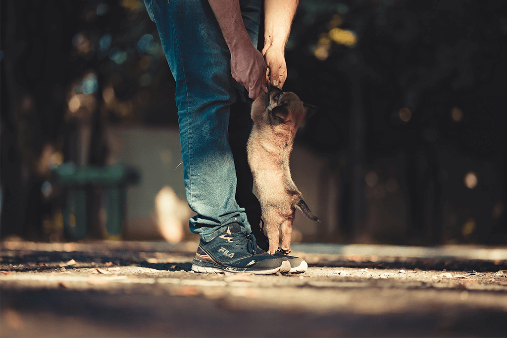 Puppy Training 101: 7 Puppy Training Tips Every Owner Needs To Know