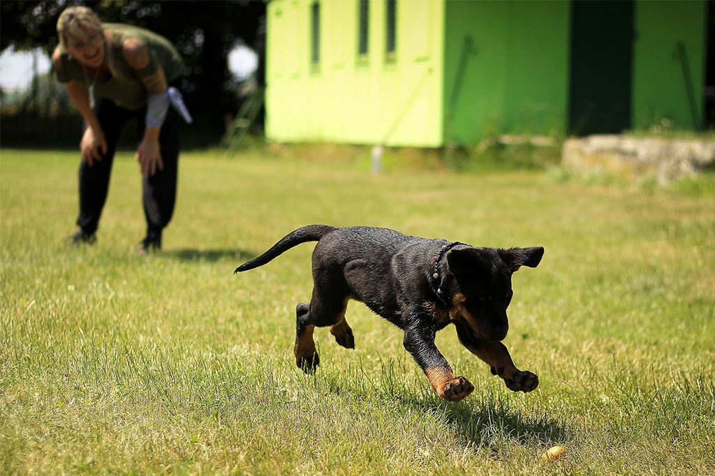The Best Training Methods For Puppies
