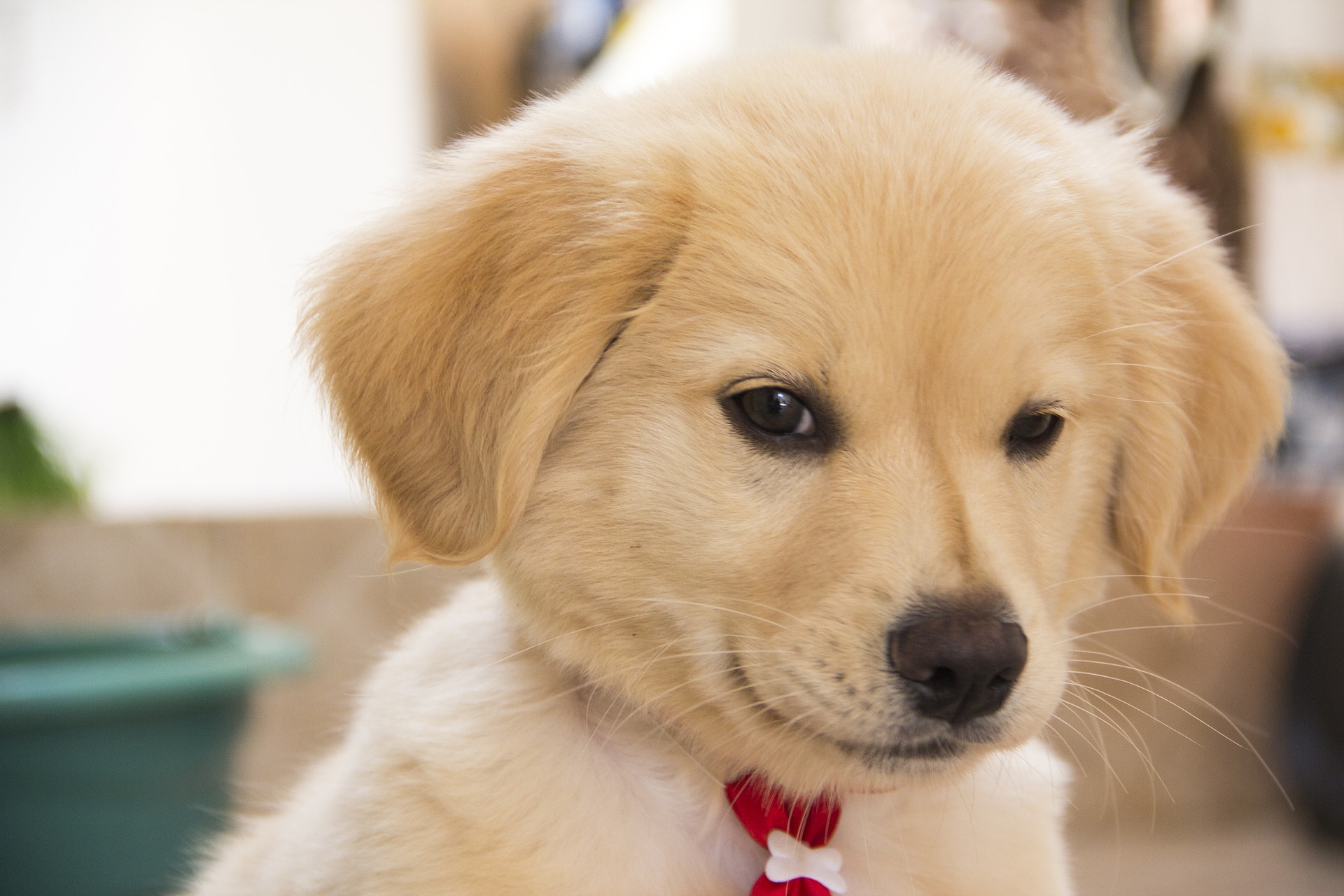 Puppy's face
