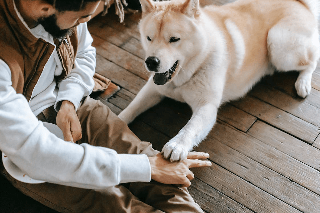 How Long Does It Take To Train A Dog At Home?