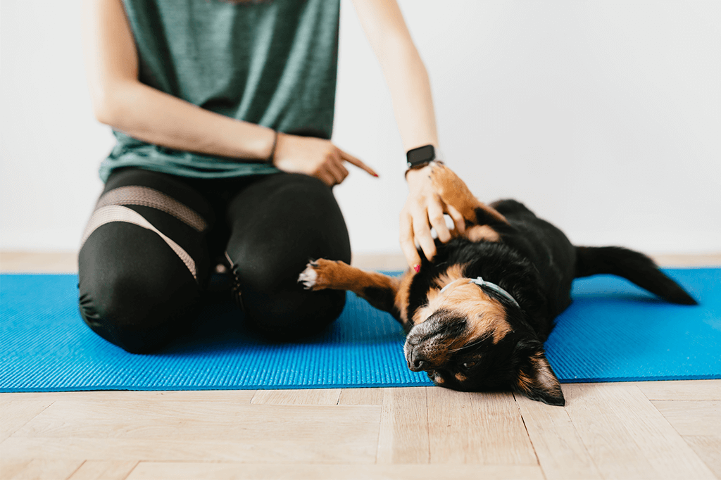 How To Teach A Dog To Lie Down