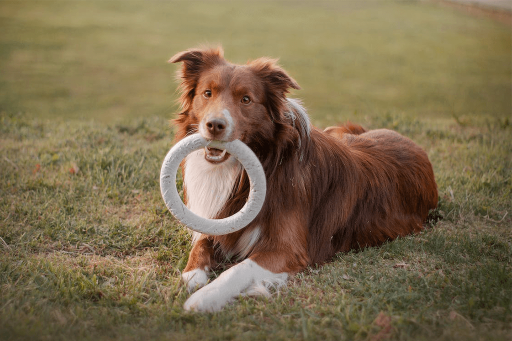 Using Toys As A Dog Training Reward