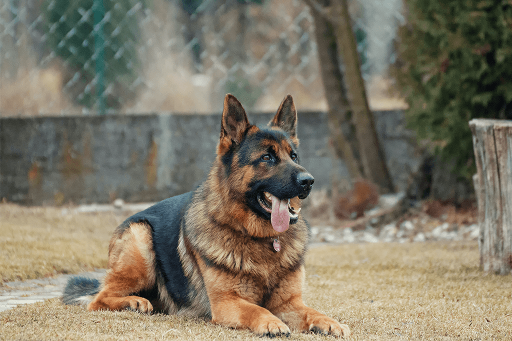 Top 10 Best German Shepherd Websites