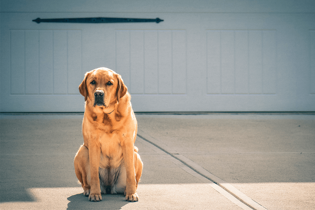 Top 10 Best Labrador Retriever Websites