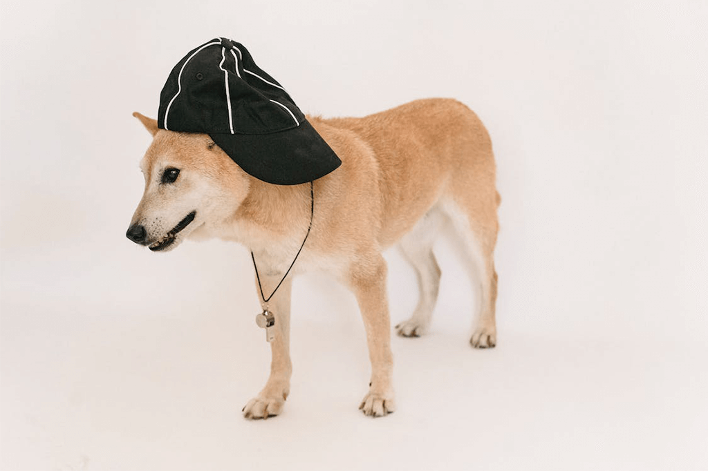 Is It Worth Whistle Training Your Dog?